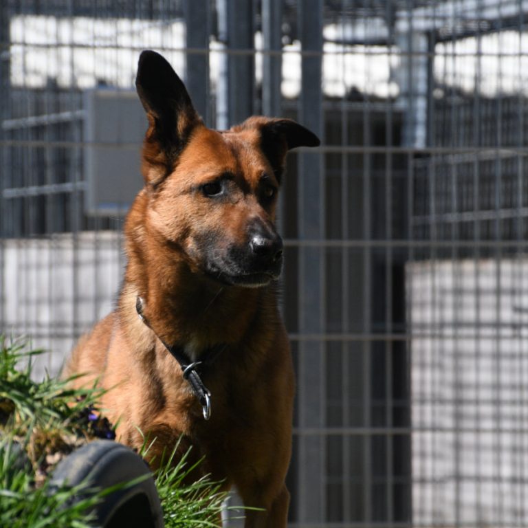 Zu sehen ist der Malinois-Mischling Robert