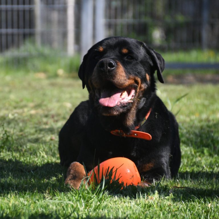 Zu sehen ist der Rottweiler Gomez