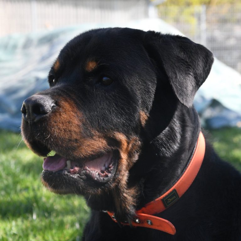 Zu sehen ist der Rottweiler Gomez