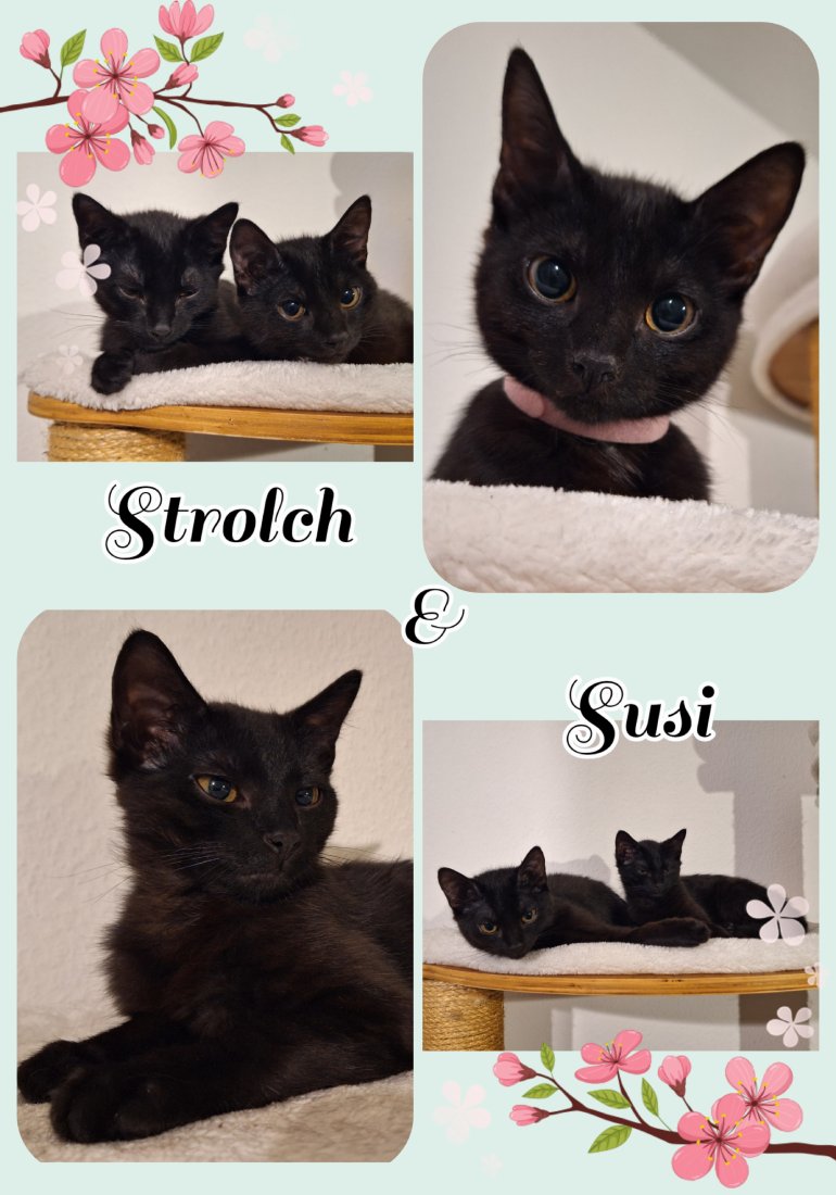 Katze Susi und Strolch - Tierschutzverein Ettlingen