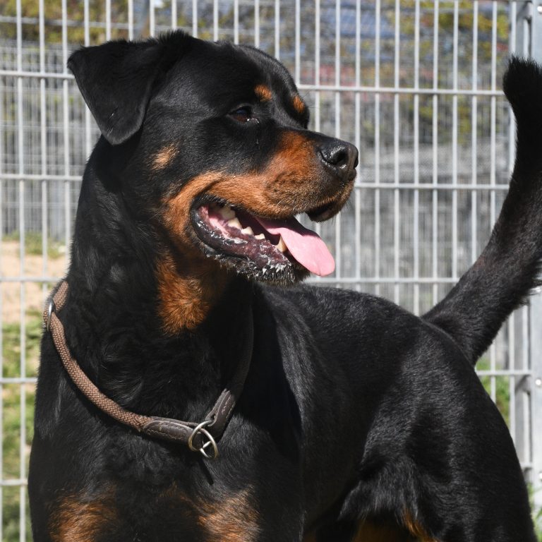 Zu sehen ist der Rottweiler Michel