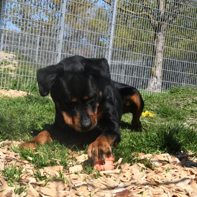 Zu sehen ist der Rottweiler Michel