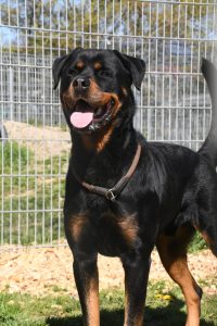 Zu sehen ist der Rottweiler Michel
