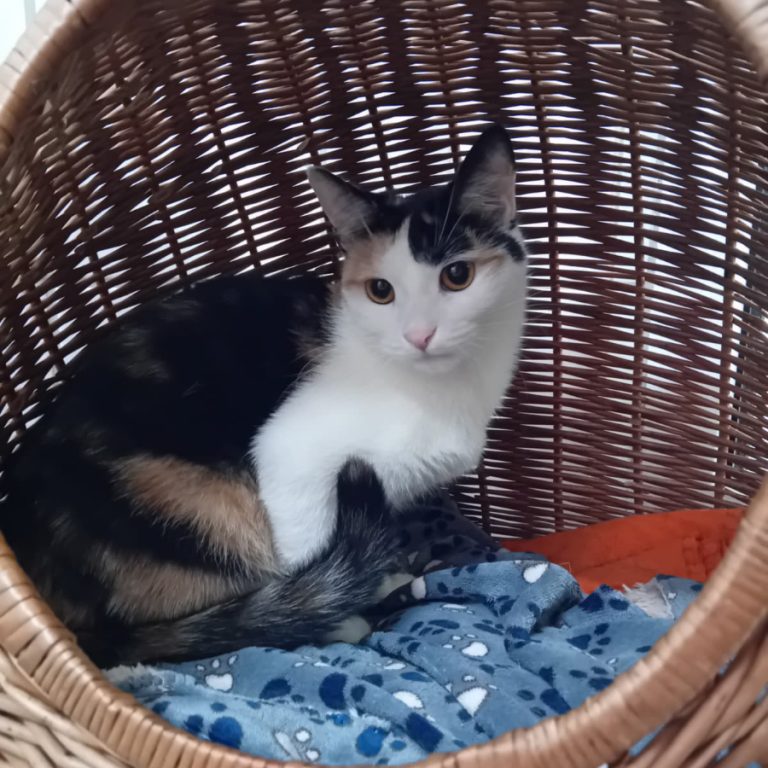 Zu sehen ist die dreifarbige Katze Suki