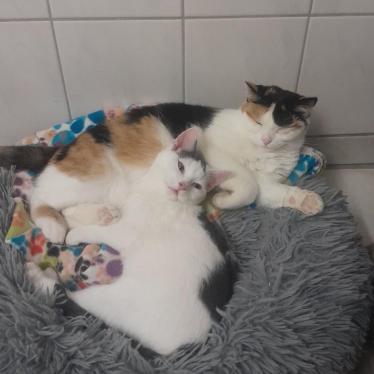 Zu sehen ist die dreifarbige Katze Suki