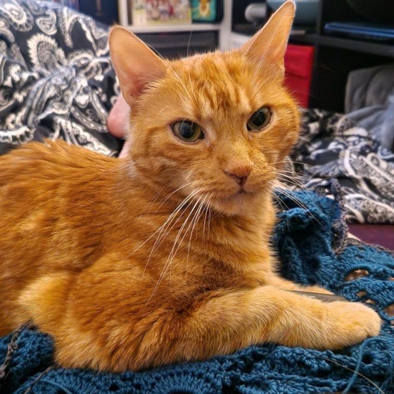 Zu sehen ist der Kater Balu. Er ist orange.