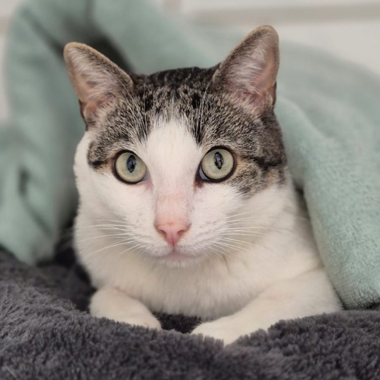 Zu sehen ist der weiß-grau-getigerte Kater Can