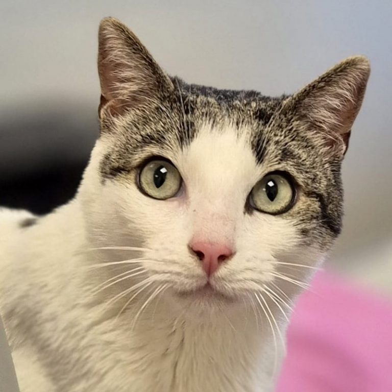 Zu sehen ist der weiß-grau-getigerte Kater Can