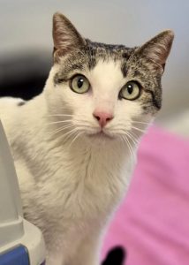 Zu sehen ist der weiß-grau-getigerte Kater Can