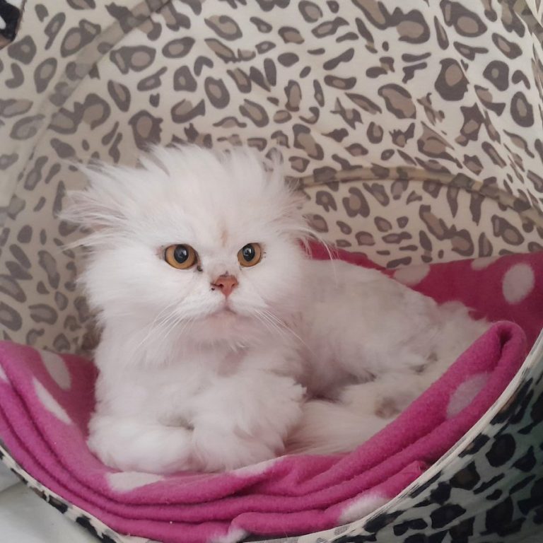 Zu sehen sind die beiden weiß-grauen Perserkatzen Miss Marple und Inspektor Gadget