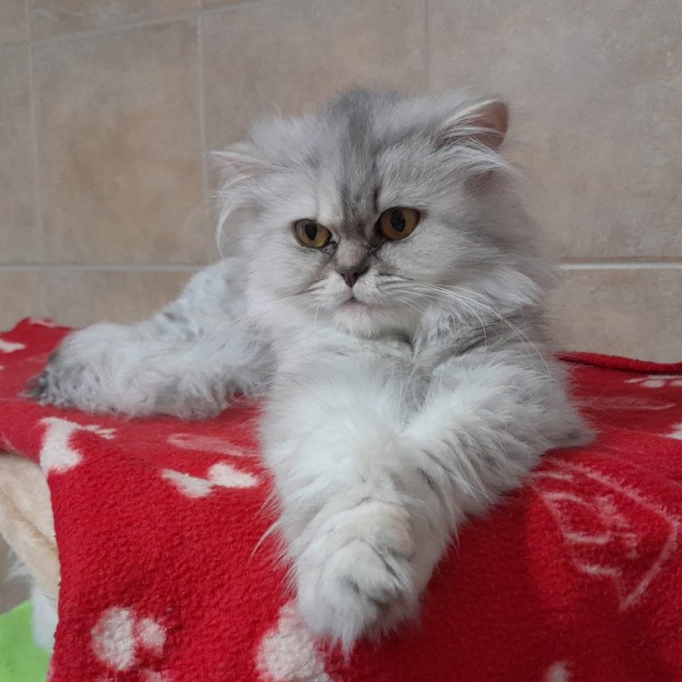 Zu sehen sind die beiden weiß-grauen Perserkatzen Miss Marple und Inspektor Gadget