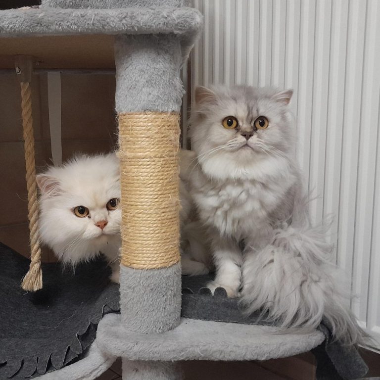 Zu sehen sind die beiden weiß-grauen Perserkatzen Miss Marple und Inspektor Gadget