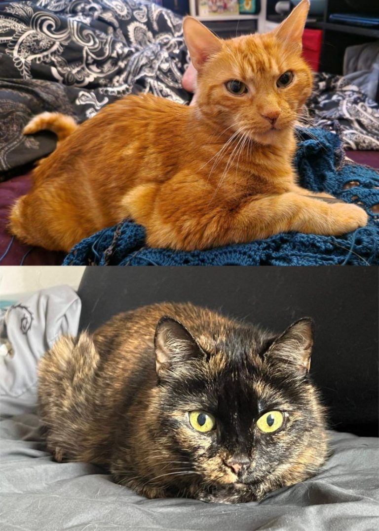 Zu sehen sind die beiden Katzen Nala und Balu. Balu ist ein oranger Kater, Nala eine Schildpatt.