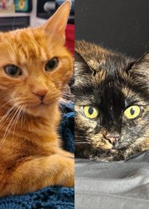 Zu sehen sind die beiden Katzen Nala und Balu. Balu ist ein oranger Kater, Nala eine Schildpatt.