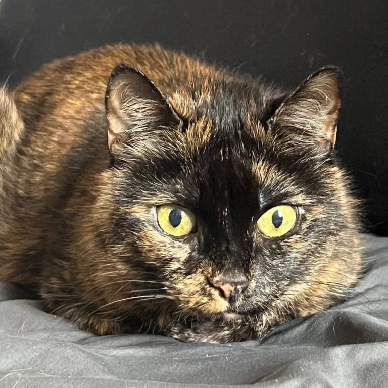 Zu sehen ist die Katze Nala. Sie hat die Fellfarbe Schildpatt.