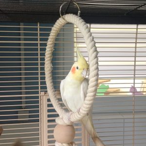Zu sehen ist der weiß-gelbe Nymphensittich Nymphi auf einer Vogelschaukel