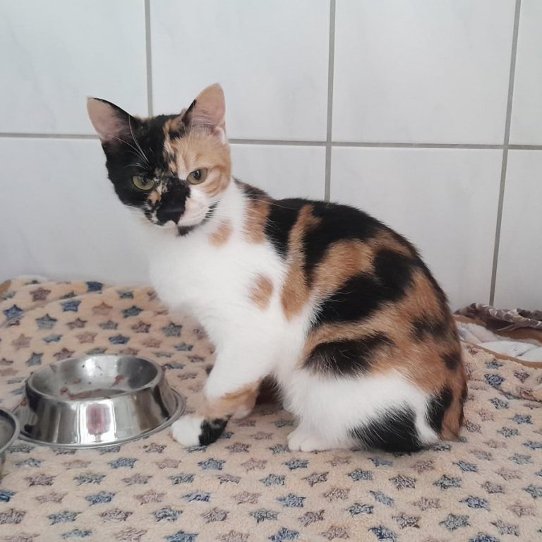 Zu sehen ist die 3 farbige Katze Sakura