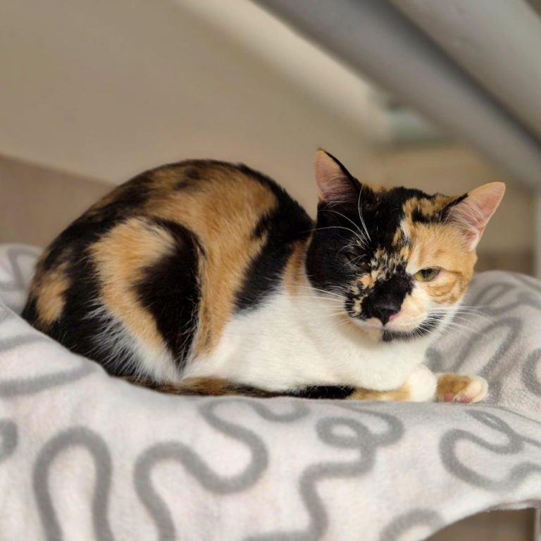 Zu sehen ist die 3 farbige Katze Sakura