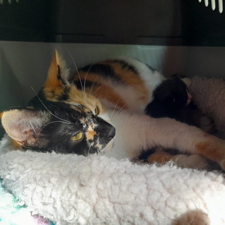 Zu sehen ist die 3 farbige Katze Sakura