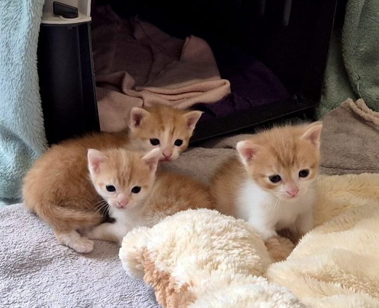 Zu sehen sind die 3 orange-weißen Kitten von Sakura