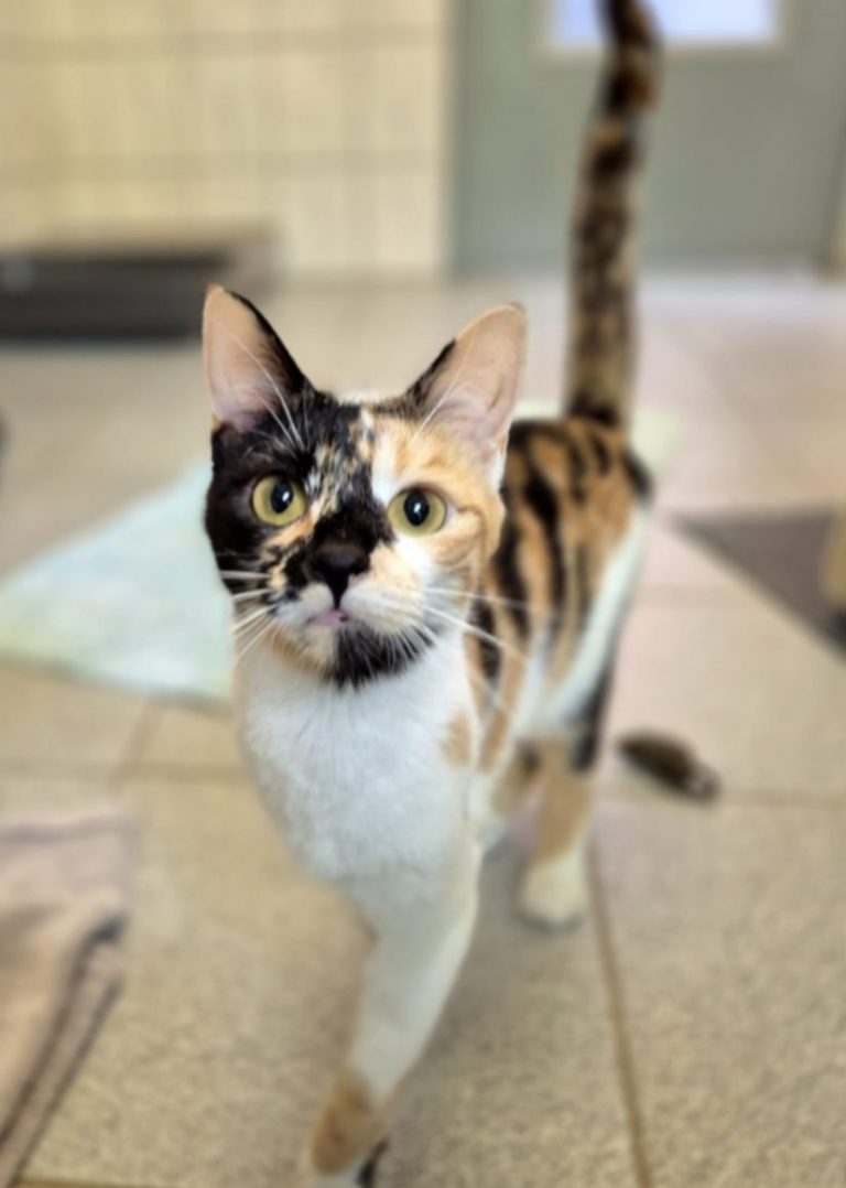 Zu sehen ist die 3 farbige Katze Sakura