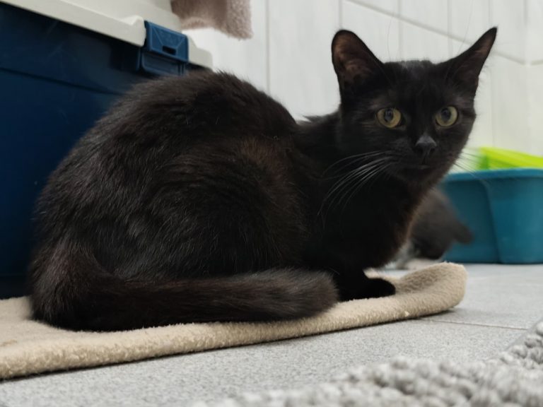 Zu sehen ist die schwarze Katze Sanella
