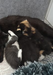 Zu sehen ist die schwarze Katzendame Sanella, mit ihren 3 Kitten