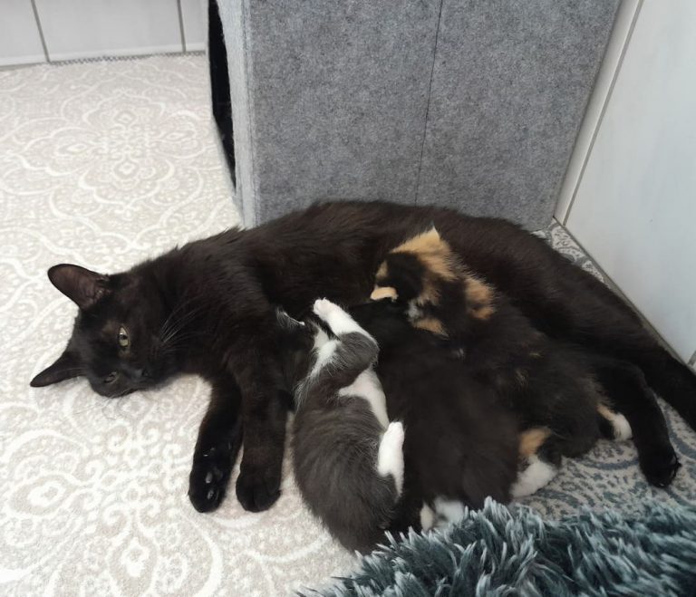 Zu sehen ist die schwarze Katzendame Sanella, mit ihren 3 Kitten