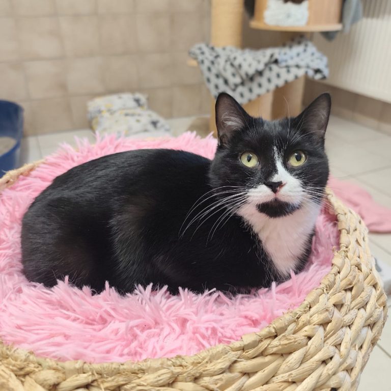 Zu sehen ist die schwarz-weiße Katze Sumi