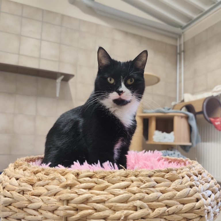 Zu sehen ist die schwarz-weiße Katze Sumi