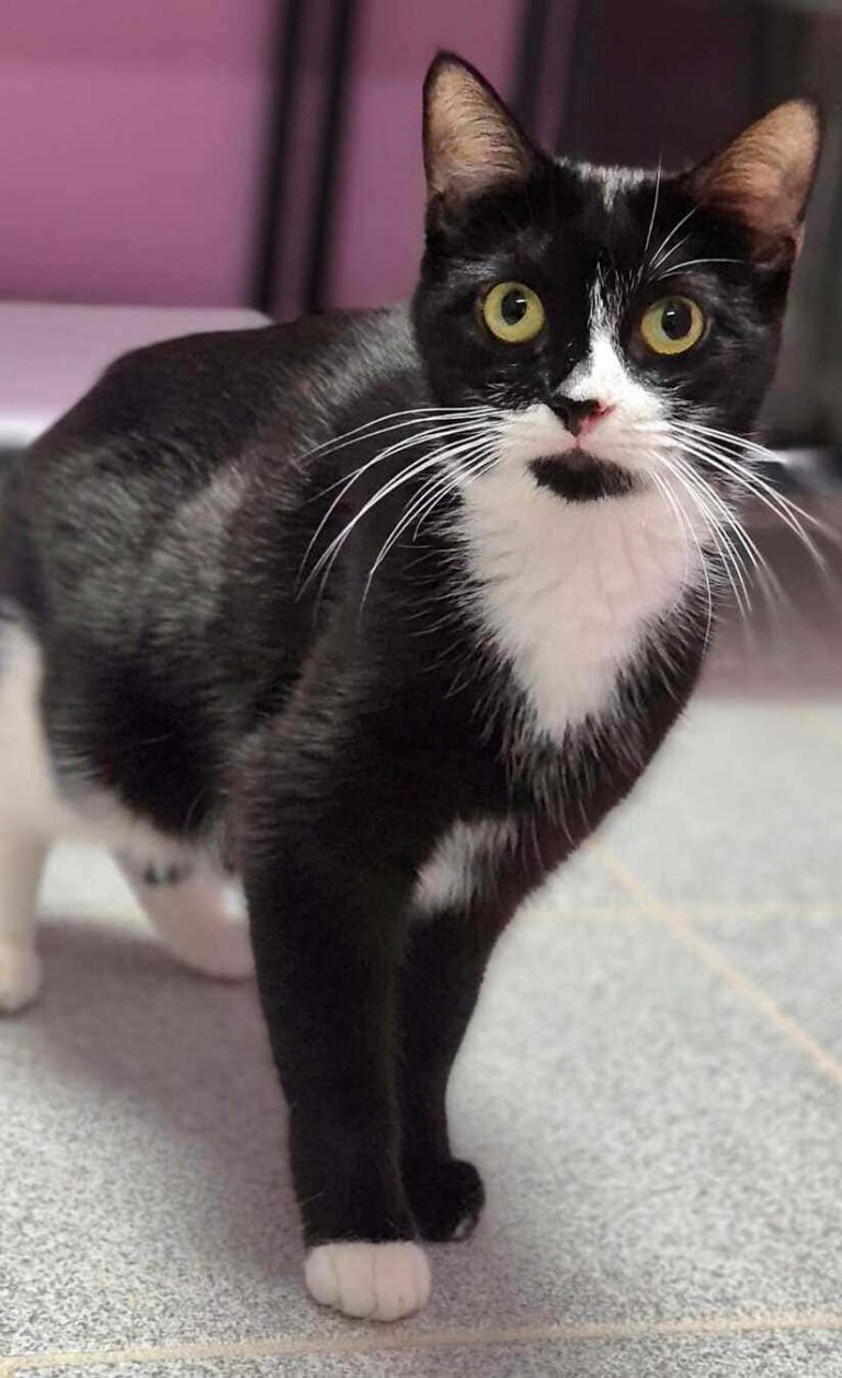 Zu sehen ist die schwarz-weiße Katze Sumi mit leuchtend gelben Augen