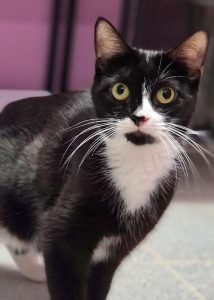 Zu sehen ist die schwarz-weiße Katze Sumi mit leuchtend gelben Augen