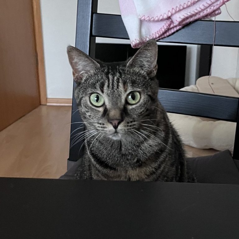 Zu sehen ist die getigerte Katze Coco