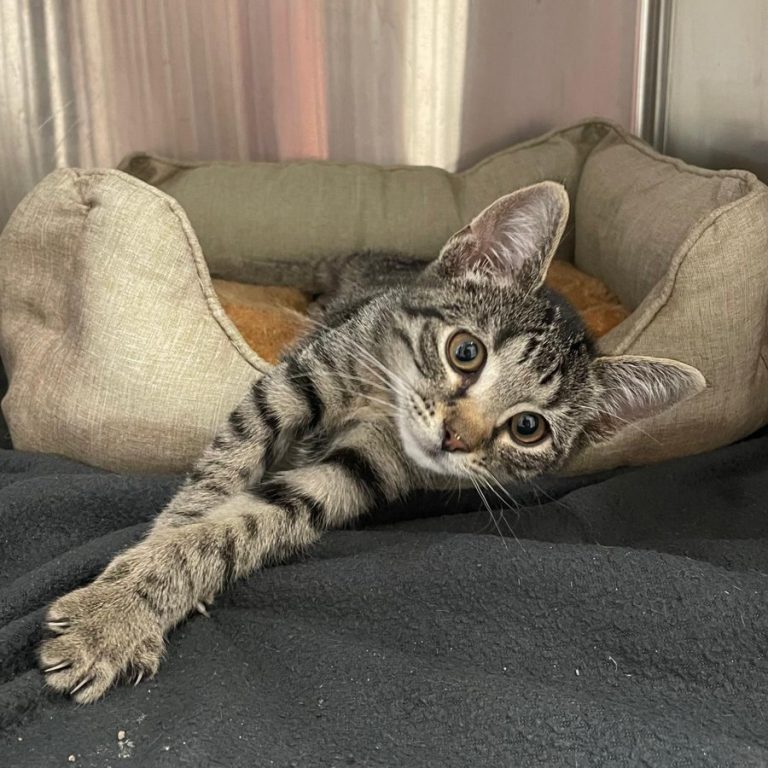 Zu sehen ist die getigerte Katze Linda.