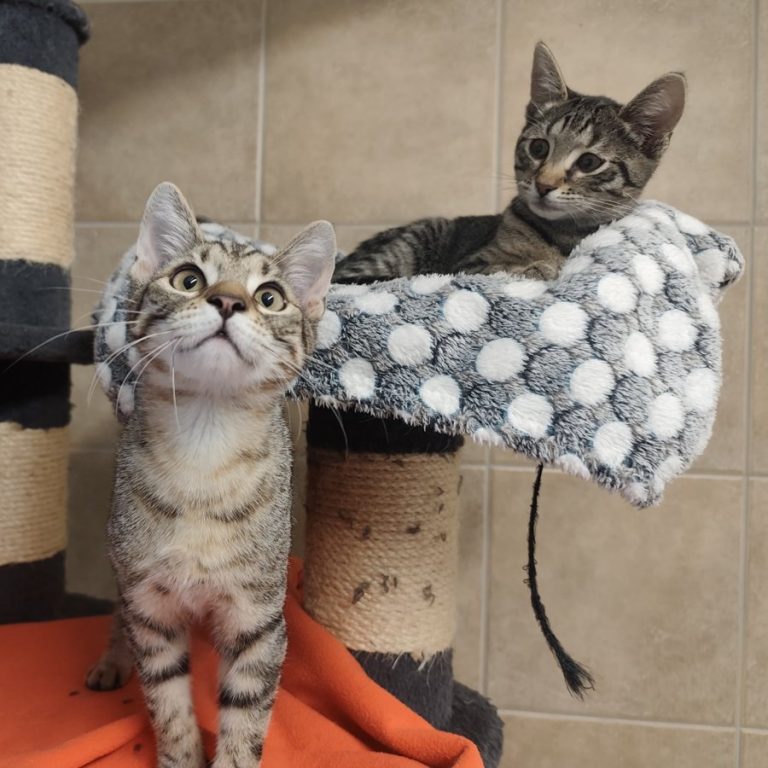 Zu sehen sind die beiden getigerten Katzen Linda und Knödel auf einem Kratzbaum.