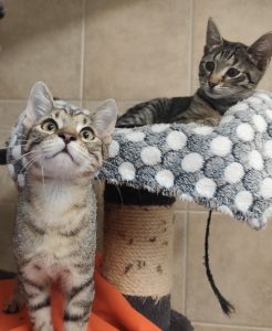 Zu sehen sind die beiden getigerten Katzen Linda und Knödel auf einem Kratzbaum.