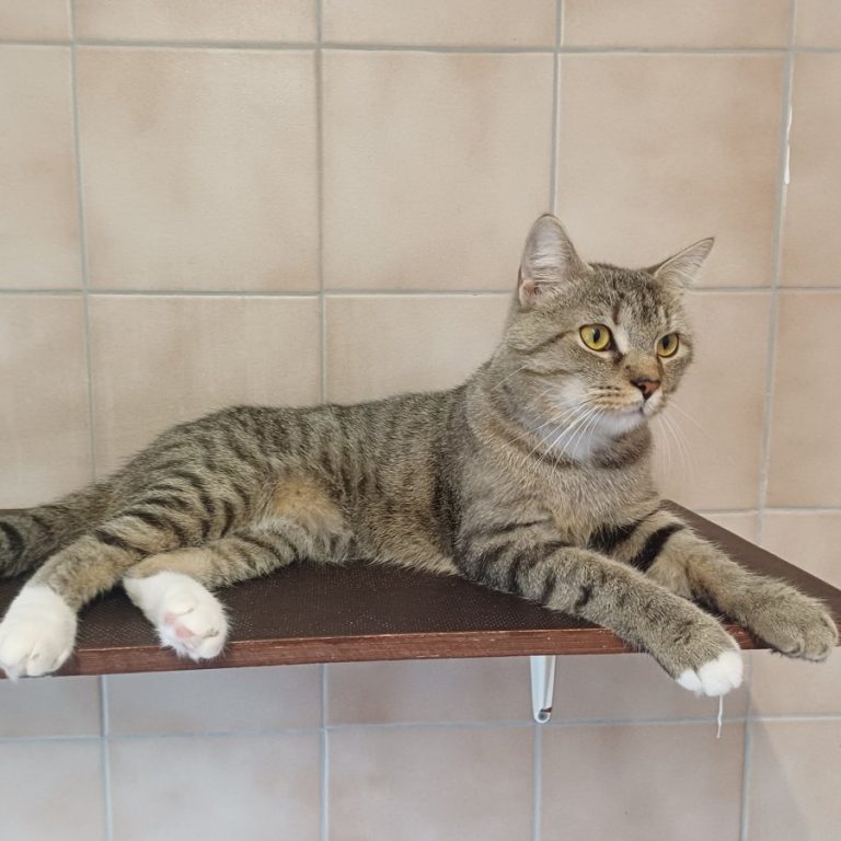 Zu sehen ist der getigerte Kater Mika.