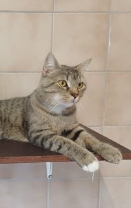 Zu sehen ist der getigerte Kater Mika.