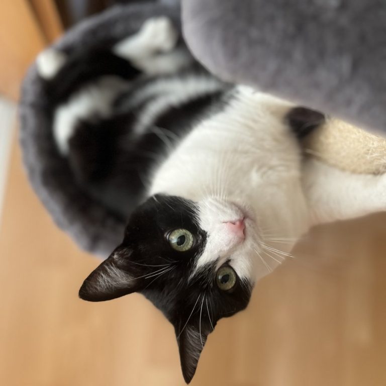 Zu sehen ist der schwarz-weiße Kater Minosh