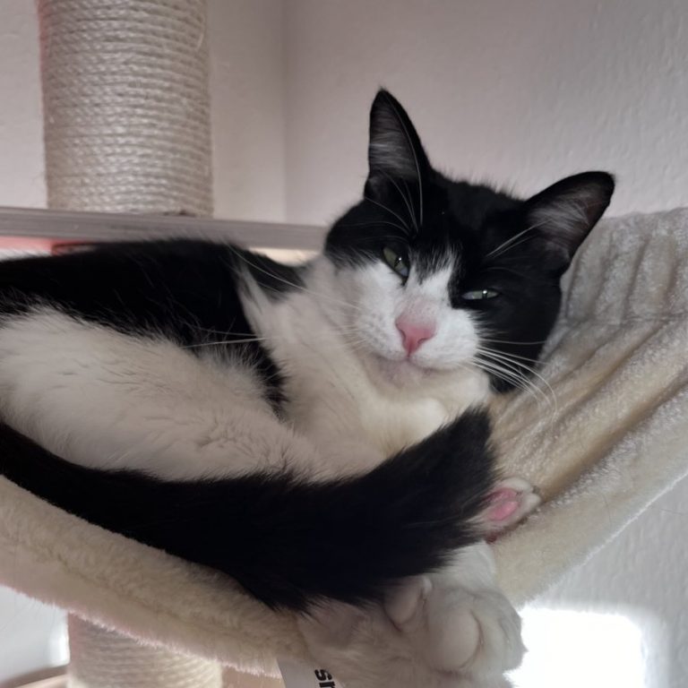 Zu sehen ist der schwarz-weiße Kater Minosh