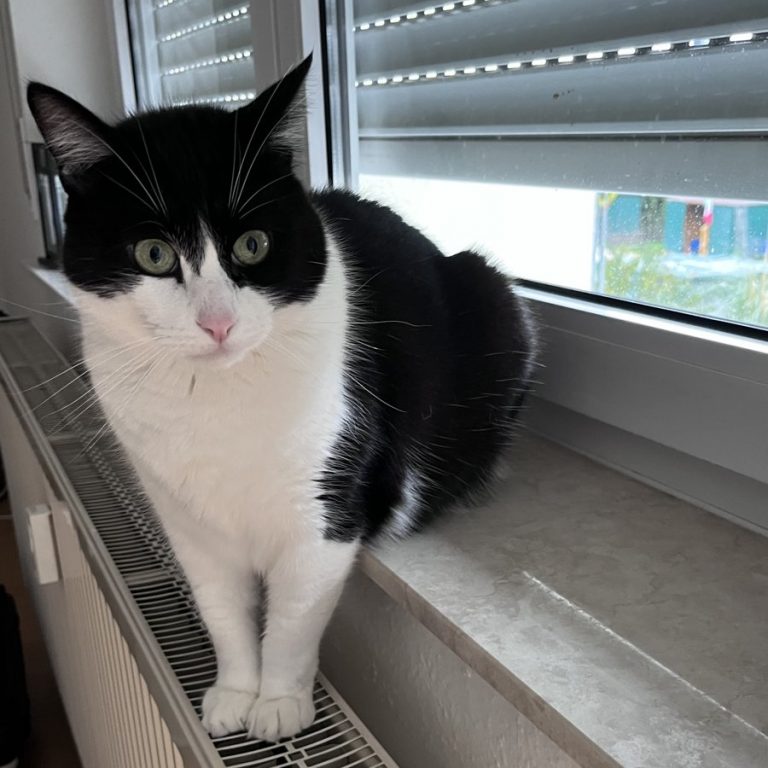 Zu sehen ist der schwarz-weiße Kater Minosh