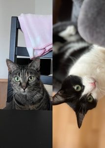 Zu sehen sind die getigerte Katze Coco und der schwarz-weiße Kater Minosh