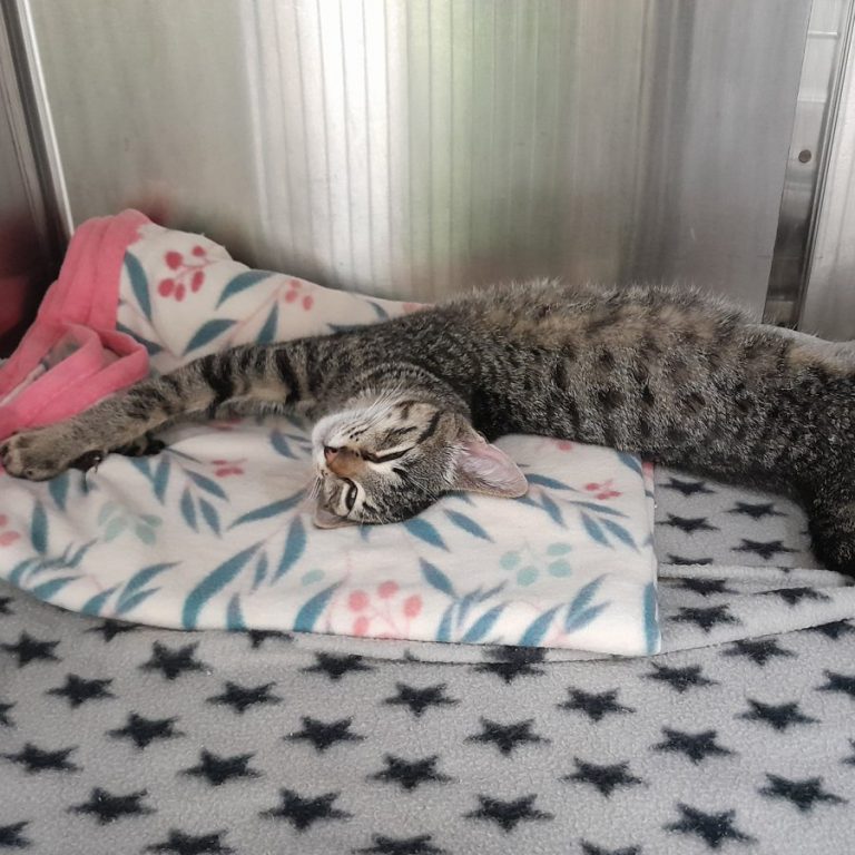 Zu sehen ist der getigerte Kater Tulio, der sich streckt.