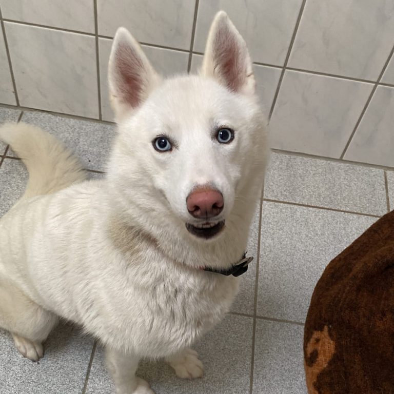 Zu sehen ist die weiße Husky-Mix-Dame Lychee
