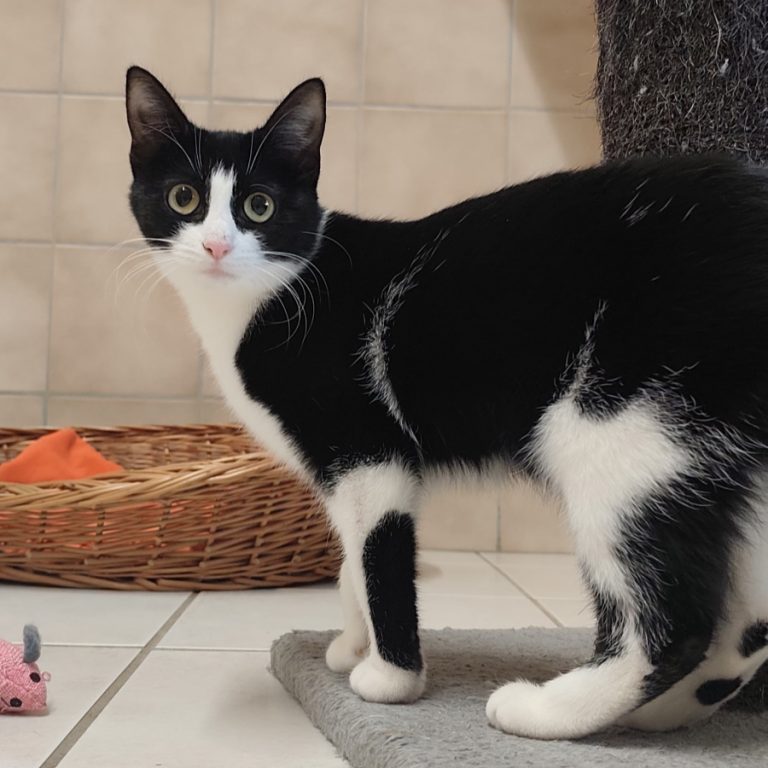 Zu sehen ist die schwarz-weiße Katze Eclipsa