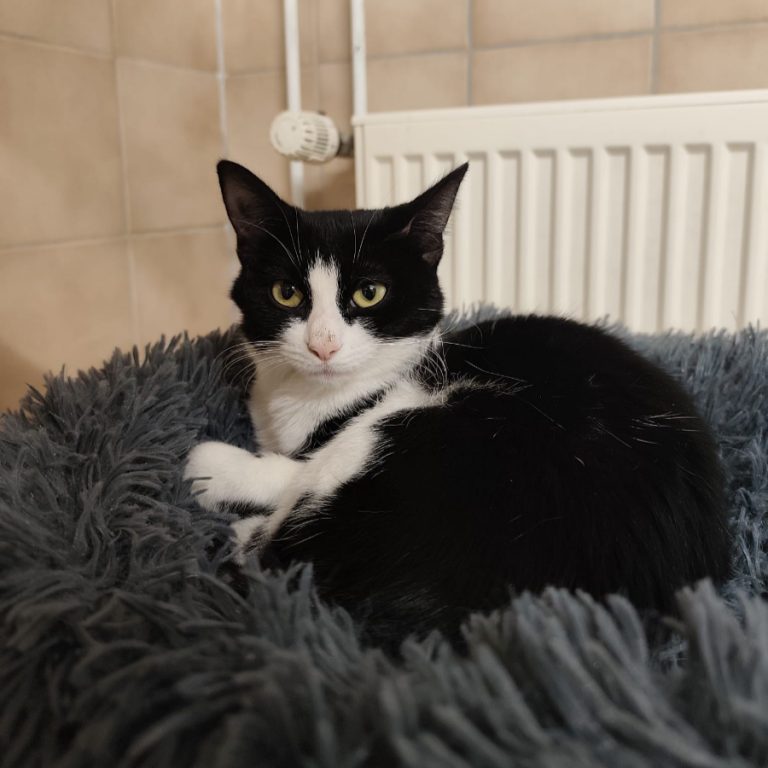 Zu sehen ist die schwarz-weiße Katze Eclipsa