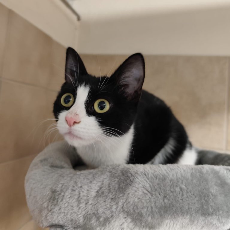 Zu sehen ist die schwarz-weiße Katze Eclipsa