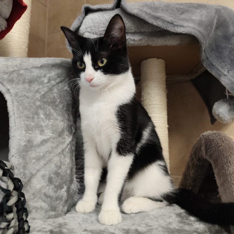 Zu sehen ist die schwarz-weiße Katze Eclipsa