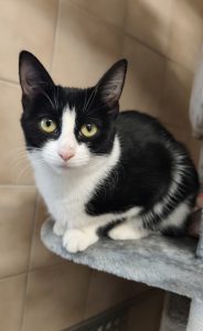 Zu sehen ist die schwarz-wei&szlig;e Katze Eclipsa