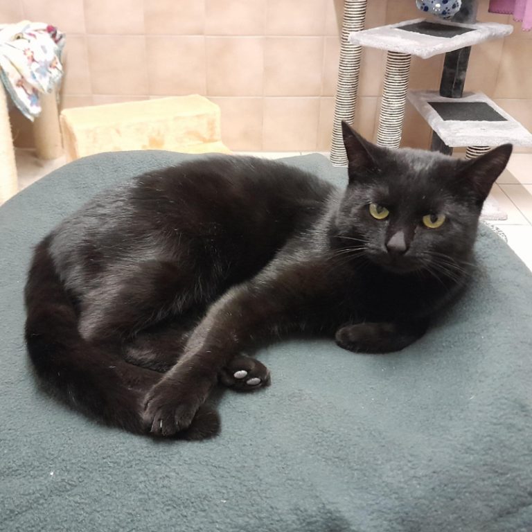 Zu sehen ist die schwarze Katzendame Julia.